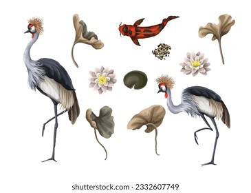 Crowned cranies, koi fish, lilies and leaves isolated. Vector