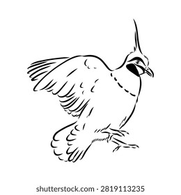 Crowned pigeon, bird, hand-drawn vector sketch