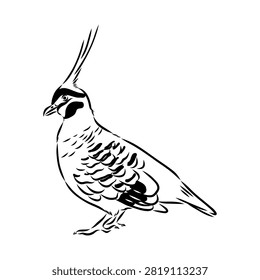 Crowned pigeon, bird, hand-drawn vector sketch