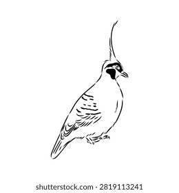 Crowned pigeon, bird, hand-drawn vector sketch