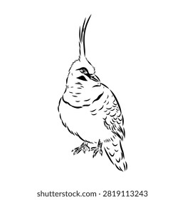 Crowned pigeon, bird, hand-drawn vector sketch