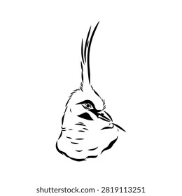 Crowned pigeon, bird, hand-drawn vector sketch