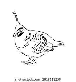 Crowned pigeon, bird, hand-drawn vector sketch