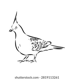 Crowned pigeon, bird, hand-drawn vector sketch