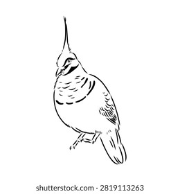 Crowned pigeon, bird, hand-drawn vector sketch