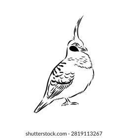 Crowned pigeon, bird, hand-drawn vector sketch
