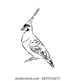 Crowned pigeon, bird, hand-drawn vector sketch