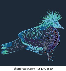 crowned pigeon sketch vector illustration