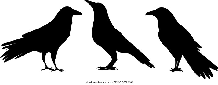 crows black silhouette, on white background