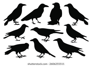 Crows, crow, bird, silhouettes set Vector illustration on white background.