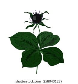 
Crow's eye, four-leaf. Nature, vector graphics, medicine