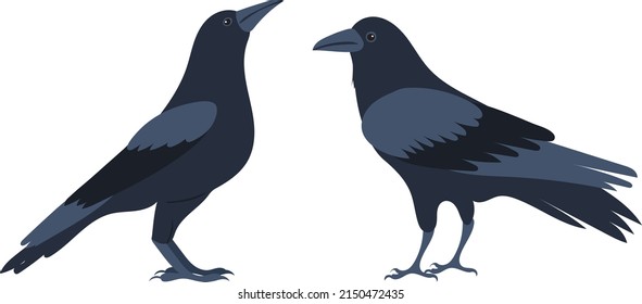 crows flat design, isolated on white background, vector