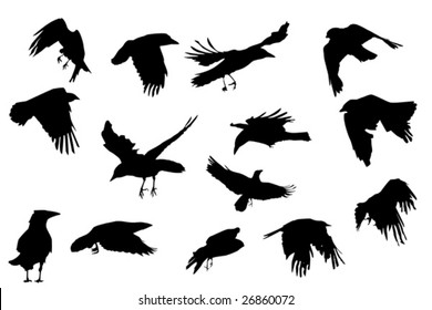 Crows  Flying, Vector Silhouette Collection