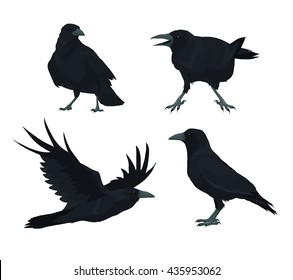 Crows and Ravens