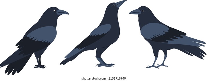 crows set flat design , isolated on white background, vector