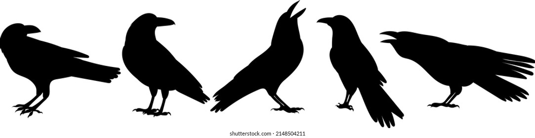 crows silhouette, on white background, isolated, vector