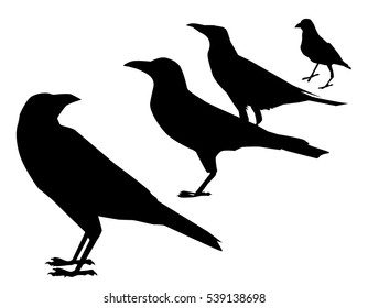 Crows Silhouette Set - Vector