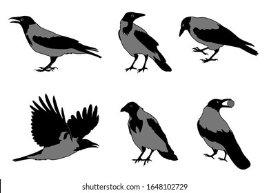 Crows in various poses collection. Crow raven bird realistic flat vector illustration set.