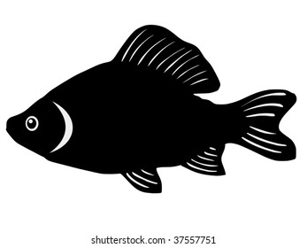 crucian