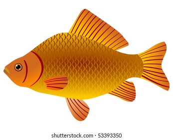 crucian