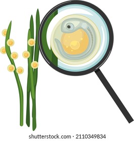 Crucian Carp Eggs Glued To Aquatic Plant And Fish Egg (spawn) With Embryo Under Magnifying Glass Isolated On White Background