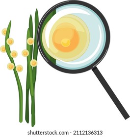 Crucian carp eggs glued to aquatic plant and fish egg (spawn) under magnifying glass isolated on white background
