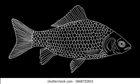 Crucian carp fish hand drawn, white contour on black background. River fish with scale, gills. Vector illustration.