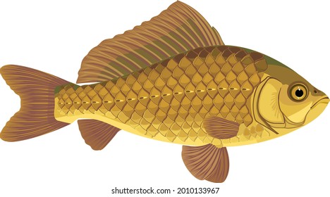 Crucian carp fish isolated on white background