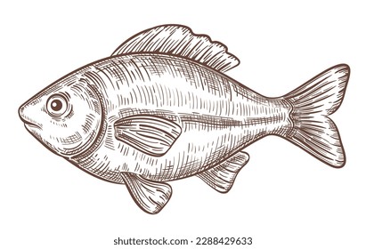 Crucian carp fish sea water animal, fresh seafood, fishing, river freshwater bream hand drawn outline sketch. Underwater ocean, aquarium life. Fishery aquatic meat food. Ink vintage engraving. Vector