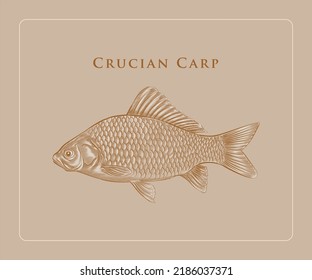 Ilustración de Crucian Carp con detalles y resaltados.