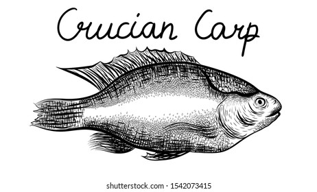 crucian carp, kind of fish from the side. black and white horizontal drawing. Realistic engraving of fish isolated on white. Vector hand drawn illustration.
