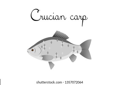 Crucian carp river fish with name subscription. Crucian carp isolated on white background. Big fish. Vector illustration 