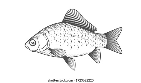Crucian carp sketch, hand drawn fish, crucian fish in engraved style, vector