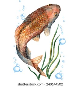Crucian carp in the water around the water bubbles. Watercolor. Vector.