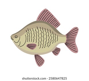 Crucian fish. Freshwater fish of the carp family. Fishing, food and cooking. Fauna, wildlife and nature. Vector illustration isolated on white background