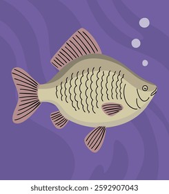 Crucian fish underwater. Freshwater fish of the carp family. Fishing, food and cooking. Fauna, wildlife and nature. Vector illustration