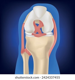 Cruciate ligament, leg bones on a blue background. The structure of the knee joint. Medical design. Vector illustration.