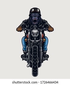 Cruel gorilla head biker riding motorbike in vintage style on light background isolated vector illustration