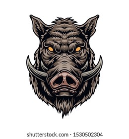 Cruel wild boar colorful vintage template on white background isolated vector illustration