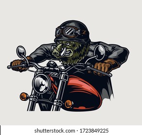 Cruel wild boar head moto rider in helmet and goggles driving motorcycle in vintage style isolated vector illustration