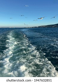 cruising ship, waves and seagulls