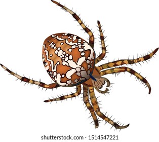 
Crusader spider on white background