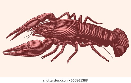 Crustacean. Hand drawn engraving. Vector vintage illustration. Isolated on white background. 8 EPS