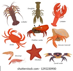 Crustacean vector crab prawns ocean lobster and crawfish or crayfish seafood illustration crustaceans set of sea animals shrimp isolated on white background