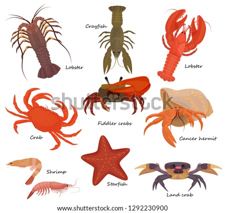 Crustacean vector crab prawns ocean lobster and crawfish or crayfish seafood illustration crustaceans set of sea animals shrimp isolated on white background Foto d'archivio © 