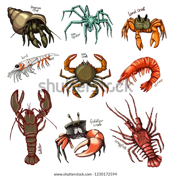 Crustacean vector crab\
prawns ocean lobster and crawfish or crayfish seafood illustration\
crustaceans set of sea animals shrimp characters isolated on white\
background