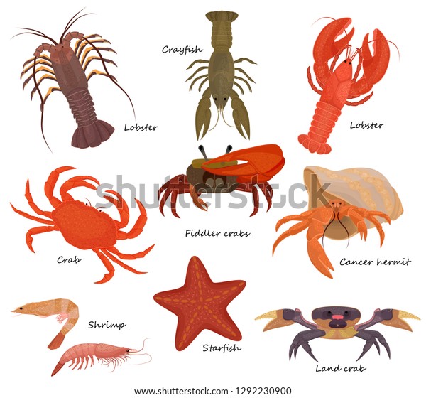 Crustacean vector crab prawns ocean\
lobster and crawfish or crayfish seafood illustration crustaceans\
set of sea animals shrimp isolated on white\
background