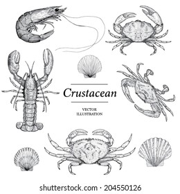 Crustacean Vector illustrations