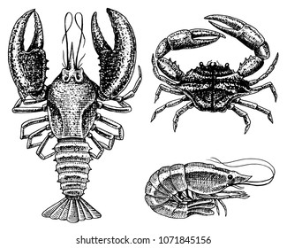 Crustaceans, shrimp, lobster or crayfish, crab with claws. River and lake or sea creatures. Freshwater aquarium. Seafood for the menu. Engraved hand drawn in old vintage sketch. Animals of the ocean.