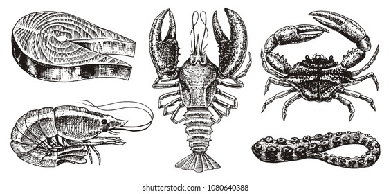 Crustaceans, shrimp, lobster or crayfish, salmon steak, crab with claws. River and lake or sea creatures. Freshwater aquarium. Seafood for the menu. Engraved hand drawn in vintage sketch.